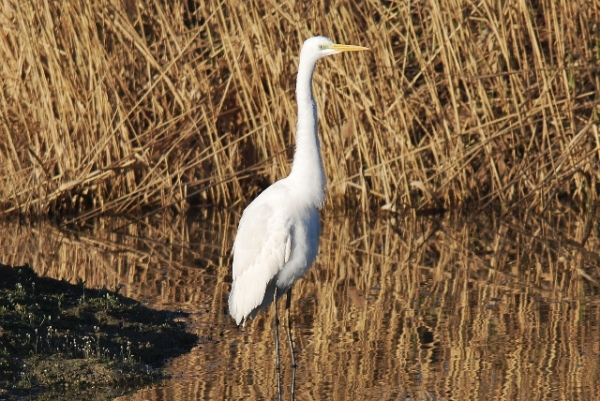 Airone bianco maggiore